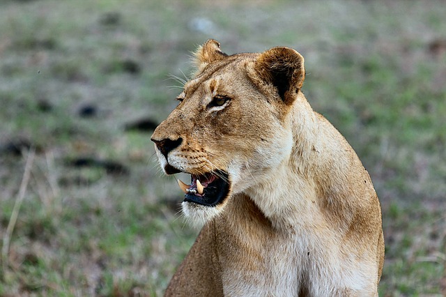 Roaring lioness